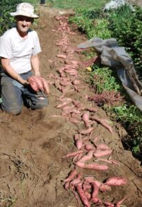 It Feels Like Christmas Morning in the Sweet Potato Patch Image